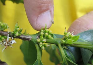 Encyclopedia Harvesting