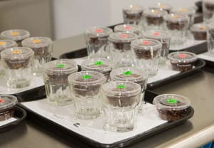 Encyclopedia Cupping