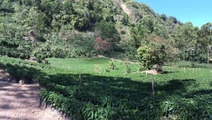 Santa Elena Estate Marquee