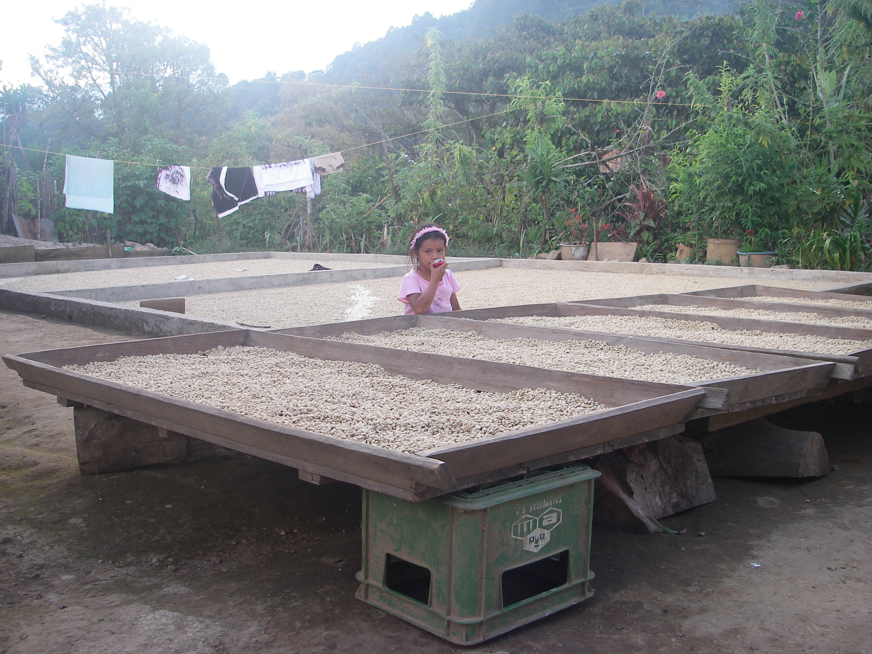 Ixil_Parchment_Drying