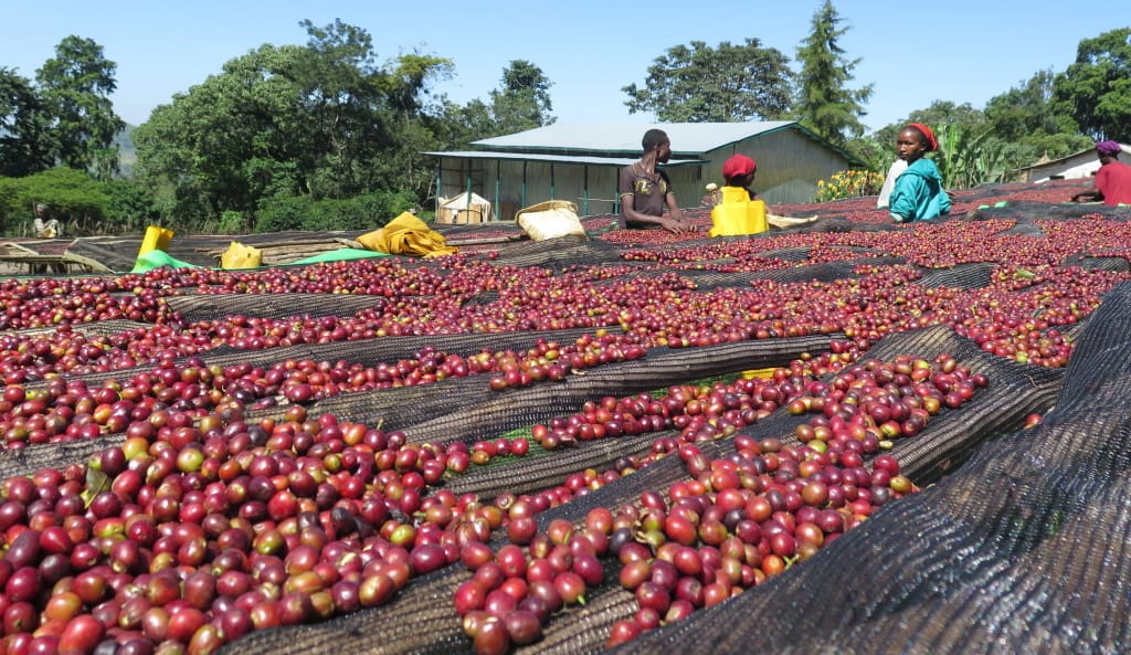 Cherry_Drying_1