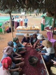 Sorting Cherry, Tet Kone