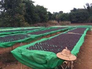 Su Su Aung, Drying Tables