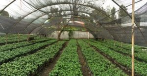 Permata Gayo Nursery