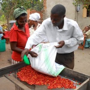 Red Cherry Sorting at Washing Station