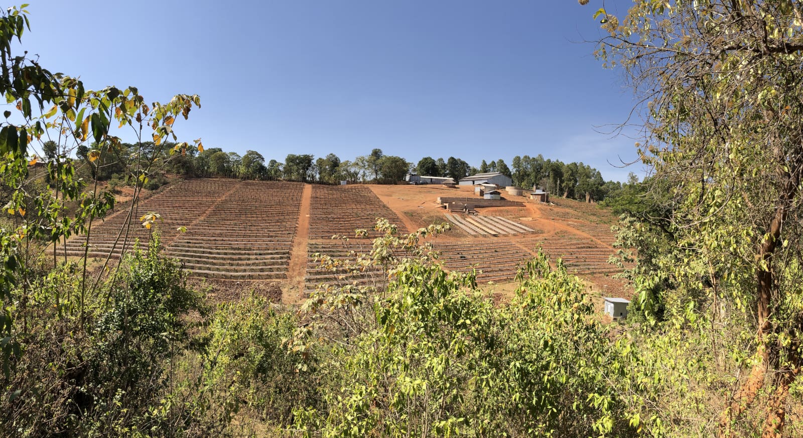 Guji Hambela, Dame Dabaye Washing Station - Atlas Coffee Importers