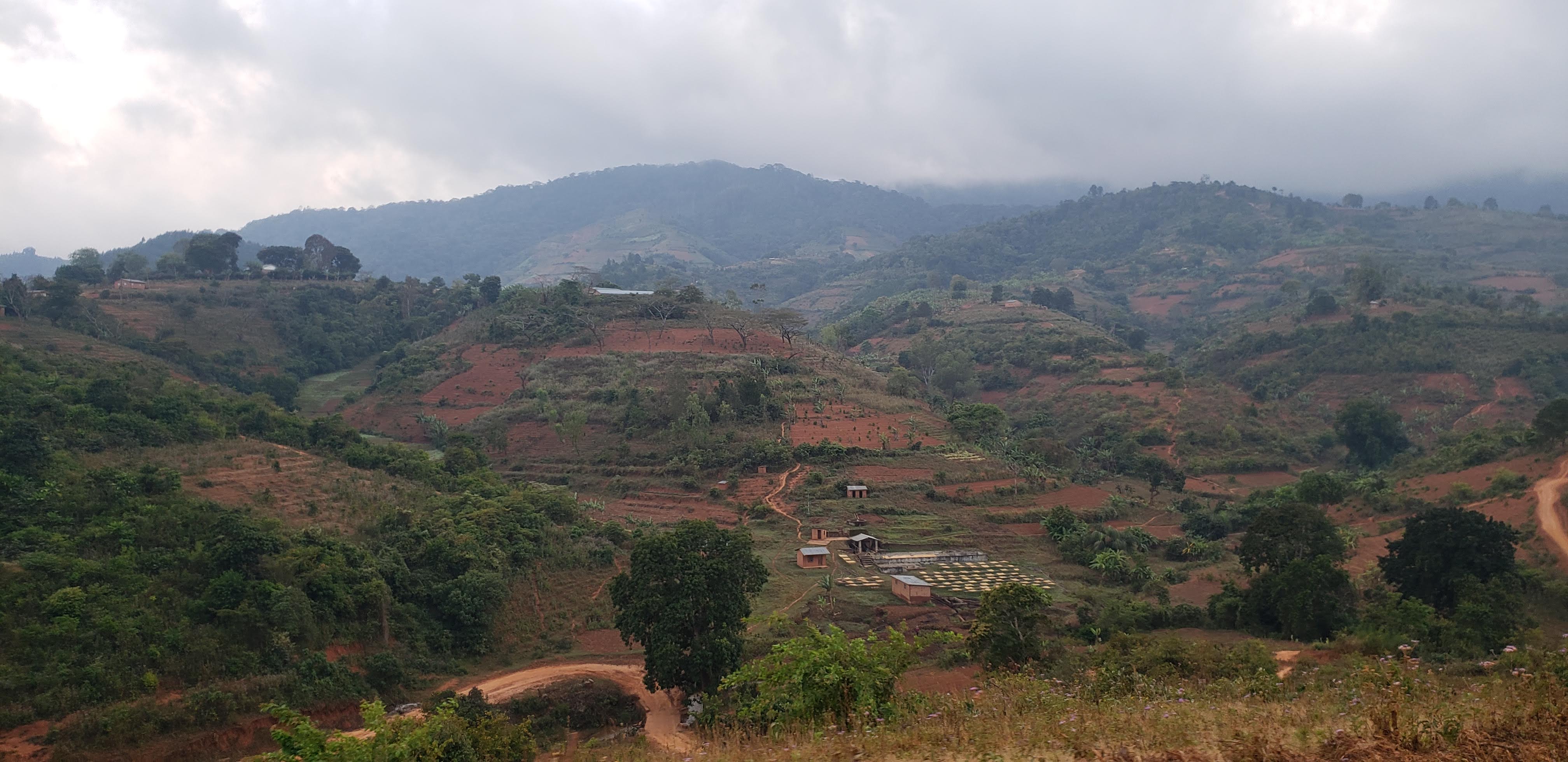 Kenya and Malawi A Tale of Two Countries Atlas Coffee Importers