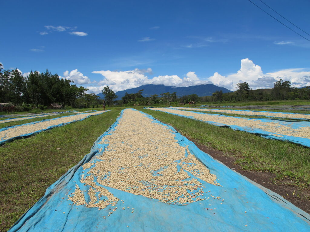 beans drying on bright blue fabric in long strips
