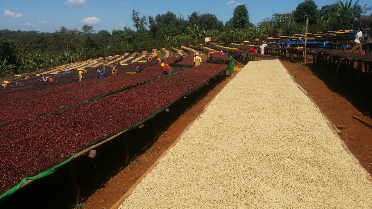 Parchment and cherry drying on raised beds