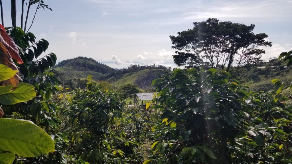 rainforest view with a lake and mountain in the background