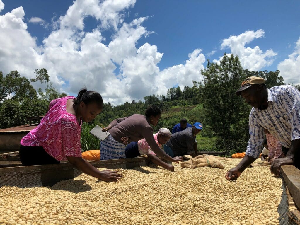 People sorting through beans on a drying bed