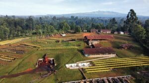 Aerial view of factory (washing station) in Kenya with raised drying beds.