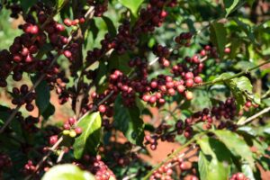 Close up of coffee shrub in Kenya with leaves and red, ripe cherries.